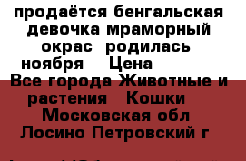 продаётся бенгальская девочка(мраморный окрас).родилась 5ноября, › Цена ­ 8 000 - Все города Животные и растения » Кошки   . Московская обл.,Лосино-Петровский г.